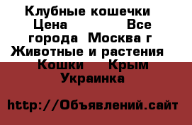 Клубные кошечки › Цена ­ 10 000 - Все города, Москва г. Животные и растения » Кошки   . Крым,Украинка